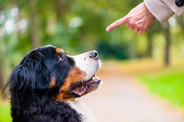 Dog Obedience Training Tips