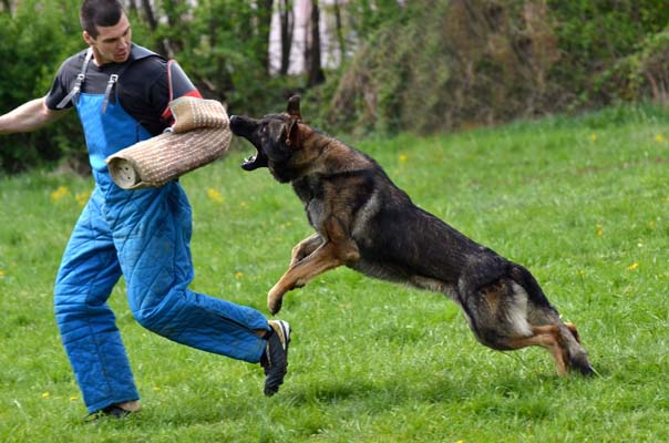 How to Train a Dog to Attack