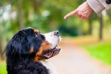 Dog Obedience Training Tips For Your New Puppy