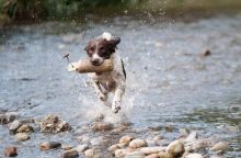 Dog Training Exercises For the New Owner