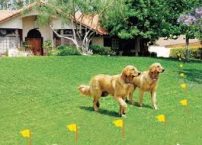 What You Should Know about An Electric Dog Fence