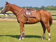Tips To Help You Buy Great Saddles