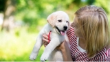 How To Train A Dog For Toilet Training