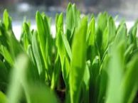 Wow Your Neighborhood With A Great Looking Organic Lawn