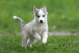 Puppy training 101: Why Puppy Training Is Important!