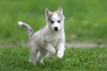 Puppy training 101: Why Puppy Training Is Important!