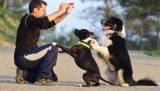 The Beginner’s Dog Training Commands List