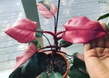 Pink Princess Philodendron: How to Grow and Care Guide